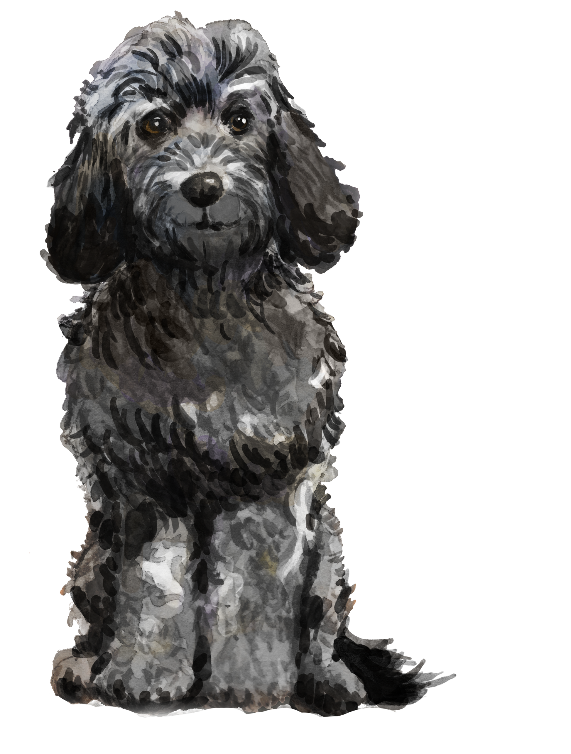 Personalised Cockapoo Christmas Card - Blush Boulevard Black Greeting Card