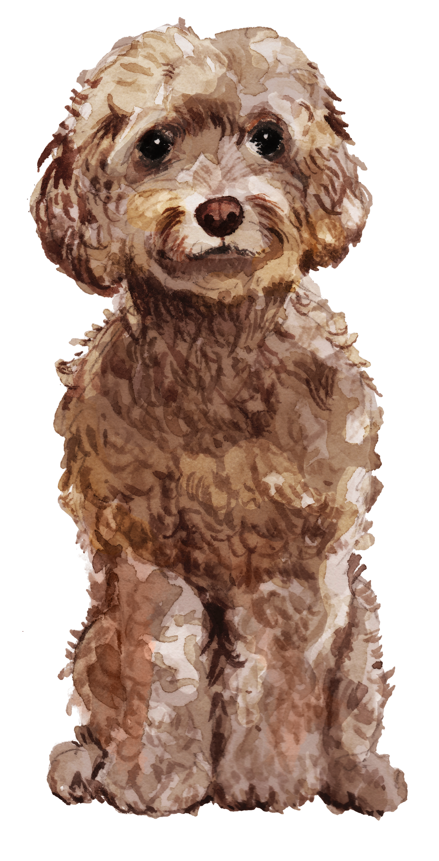 Personalised Cockapoo Christmas Card - Blush Boulevard Brown Greeting Card