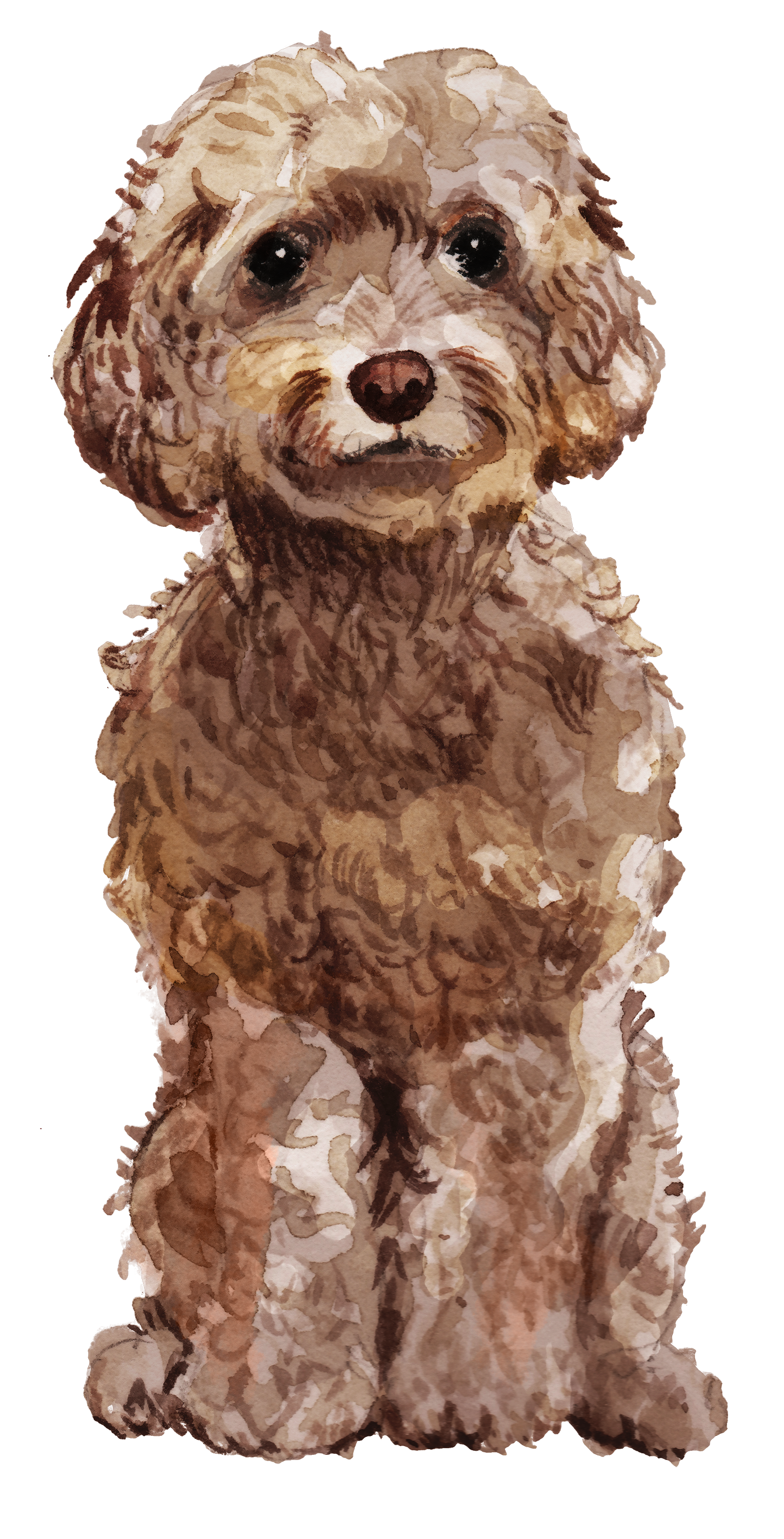 Personalised Cockapoo Christmas Card - Blush Boulevard Brown Greeting Card