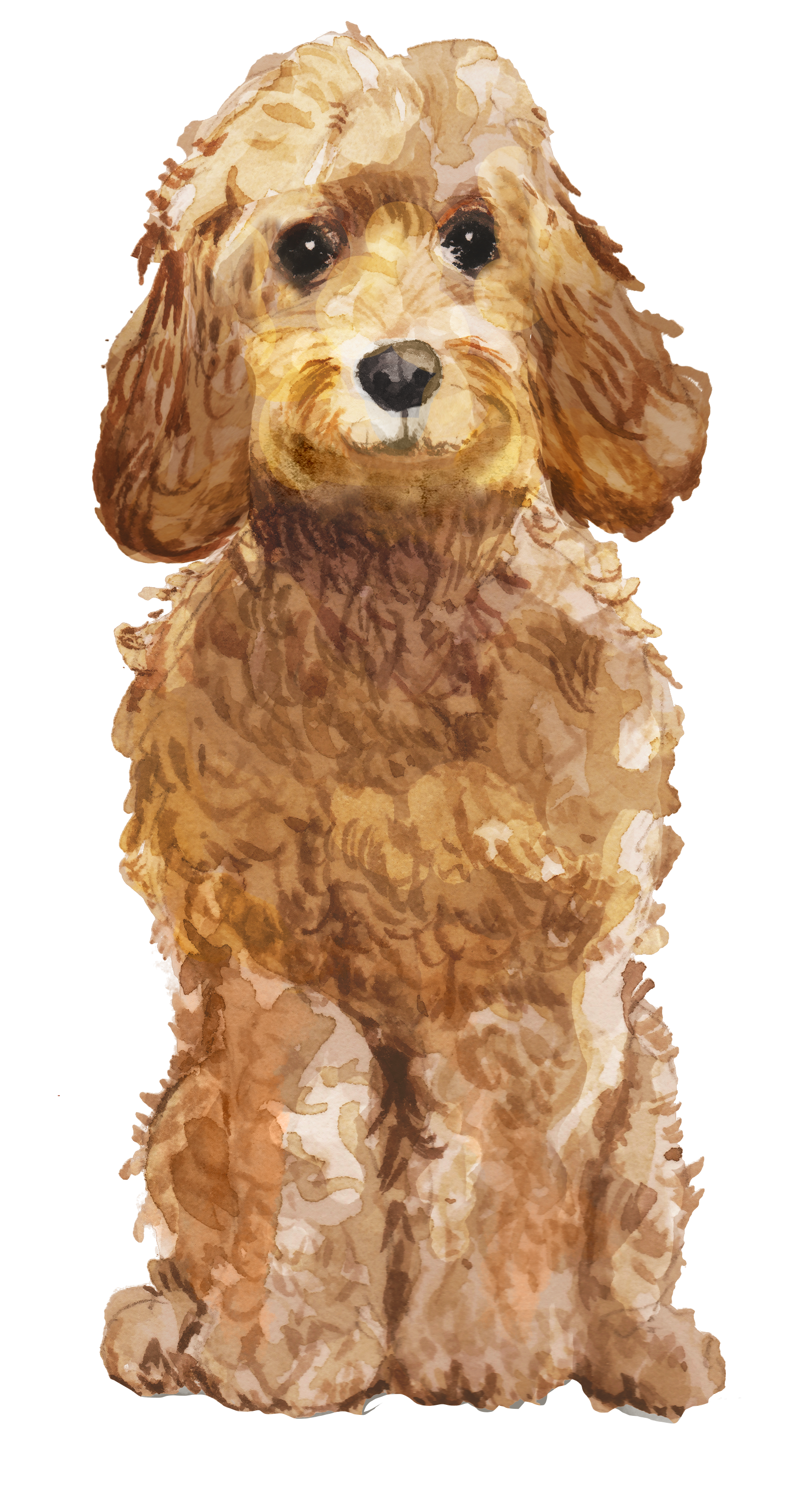 Personalised Cockapoo Christmas Card - Blush Boulevard Golden Greeting Card