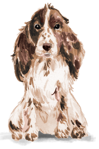 Personalised Cocker Spaniel Christmas Card - Blush Boulevard Brown Greeting Card